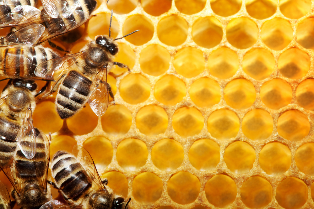HoneyKing - Asia's largest exporter of Thai Honey